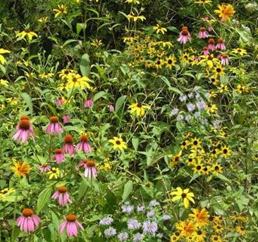 Shady Woodland Seed Mix