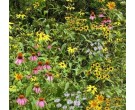 Mix 182 - Coastal Plain Woodland Edge/Part Shade Mix
