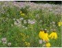 Quick Color Annual Native and Garden Wildflower Mix 175 