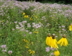 Quick Color Annual Native and Garden Wildflower Mix 175 