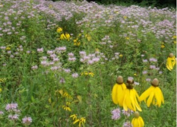 Annual and Perennial Native and Garden Wildflower Mix