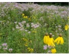 Mix 177 - Northern Annual and Perennial Native Wildflower Garden Mix