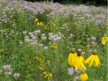 All Annual Wildflower Mix