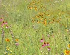 Quail Habitat Mix