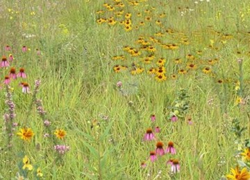 Quail Habitat Mix