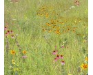 Mix 140 Economy - Southern Quail Habitat Economy Mix