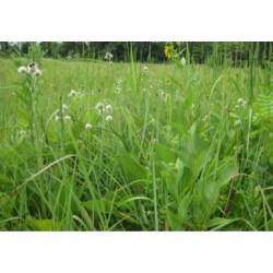 Mix 141 - Northern Quail and Pheasant Habitat Mix - Roundstone Native