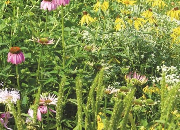 Nesting and Brood Rearing Cover Mix