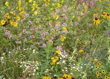 Deer and Turkey Habitat Mix