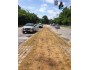 Low Growing Native Roadside Mix