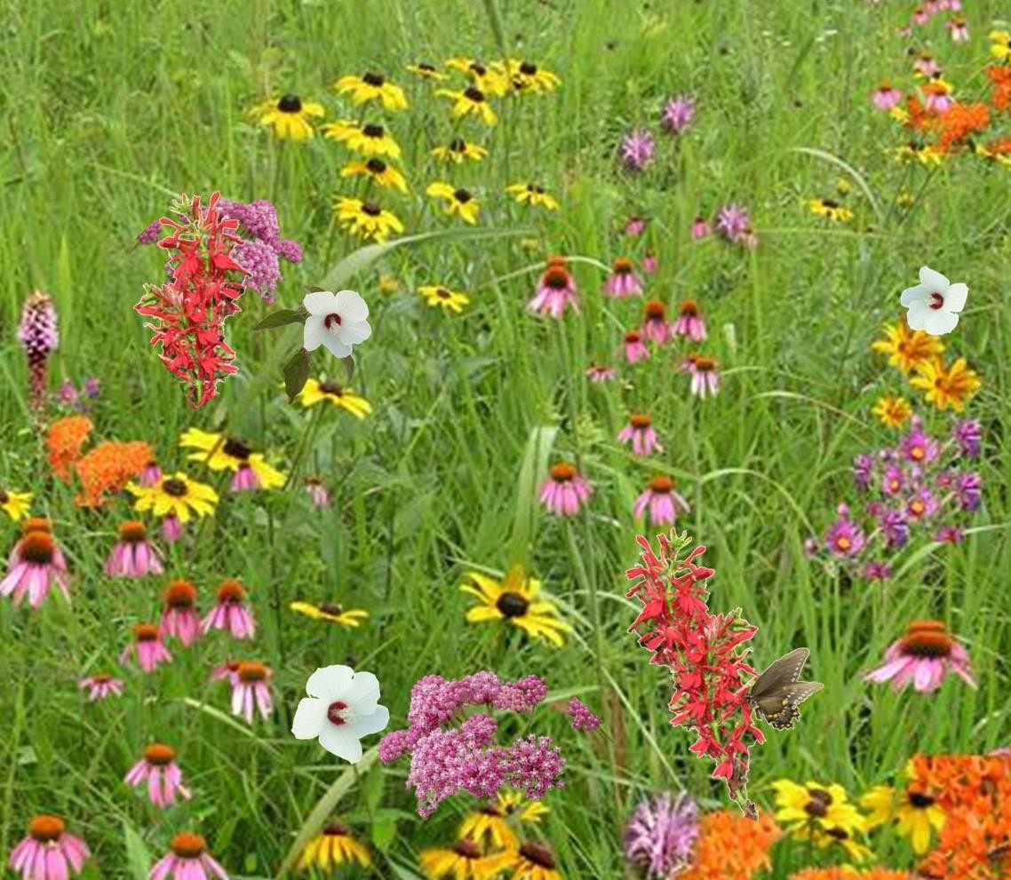 POLLINATOR SEED MIX PACKETS