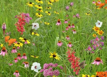 Pollinator Conservation Mix