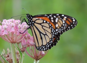 Monarch Milkweed Seed Mix SS-MM1