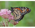 Mix SS-MM1 - Southern Monarch Milkweed Seed Mix