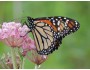 Monarch Milkweed Seed Mix SS-MM1