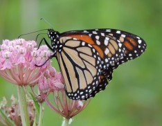 Monarch Milkweed Seed Mix SS-MM1