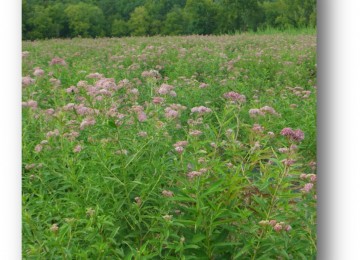 Monarch Habitat Seed Mix SS-MH1