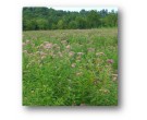 Mix SS-MH1 - Southern Monarch Habitat Seed Mix