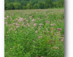 Monarch Habitat Seed Mix NS-MH1