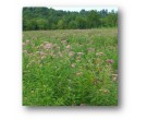 Mix NS-MH1 - Northern Monarch Habitat Seed Mix