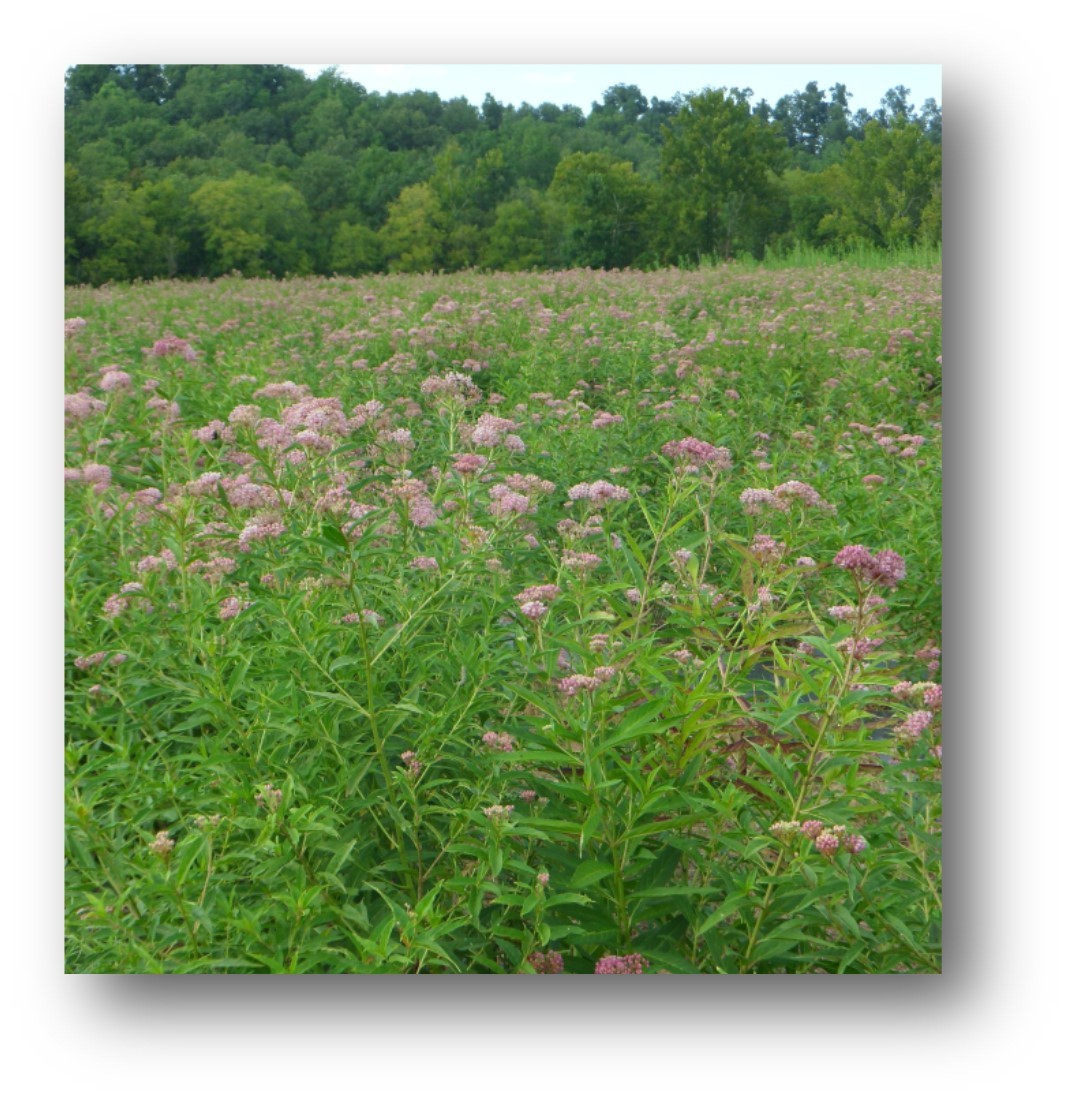 Mix NS-MH1 - Northern Monarch Habitat Seed Mix - Roundstone Native