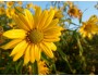 Sawtoothed Sunflower (Helianthus grosseserratus)