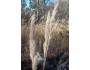 Plumegrass (Saccharum giganteum)