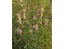 Spotted Bee Balm (Monarda punctata)