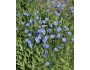Blue Flax (Linum perenne)