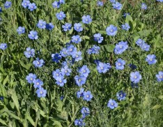 Blue Flax (Linum perenne)