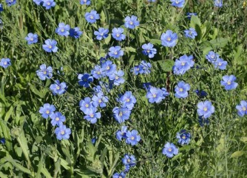 Blue Flax (Linum perenne)