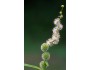 Eastern Bur Reed (Sparganium americanum)