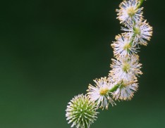 Eastern Bur Reed (Sparganium americanum)
