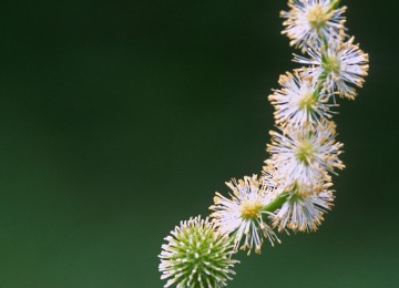 Eastern Bur Reed (Sparganium americanum)