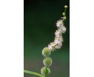 Eastern Bur Reed