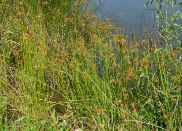 Mix 160 - Northern Showy Rain Garden Mix 
