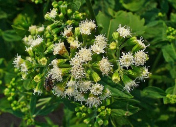 White Snakeroot