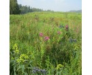 Mix 132 - Northern Showy Retention Basin Mix