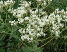 Roundleaf Thoroughwort