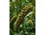 Foxtail Millet