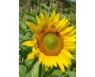Peredovik Sunflower