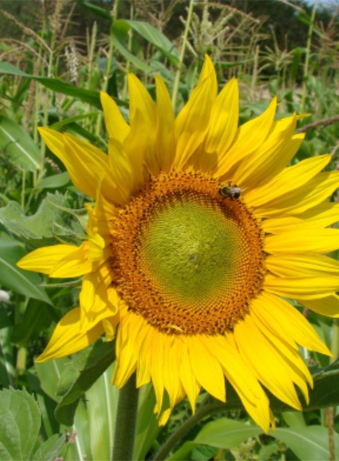 Peredovik Sunflower Roundstone Native Seed Company