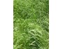Annual Rye Grass
