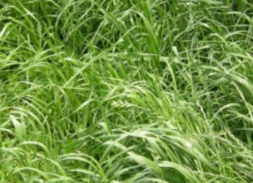 Annual Rye Grass