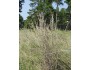 Pinehill Little Bluestem