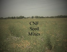 Southern Appalachian Ecotype Seed - CNF Mix 1 – Dry Sites