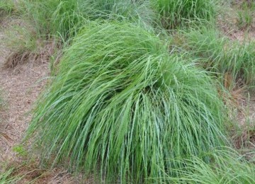 Little Bluestem - Coastal Plains Germplasm