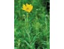 Downy Sunflower - Arkansas Grand Prairie Ecotype
