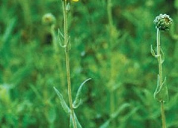 Downy Sunflower - Arkansas Grand Prairie Ecotype