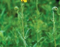 Downy Sunflower - Arkansas Ozark Ecotype
